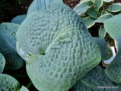 Hosta b.p. (2)