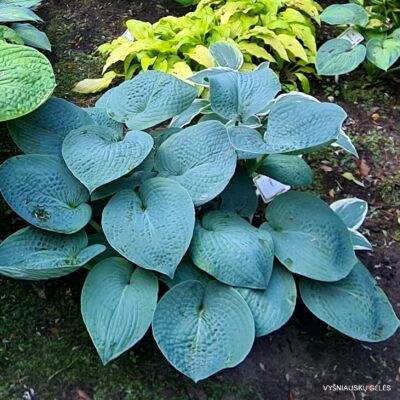 Hosta b.p.
