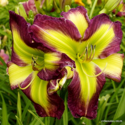 How Beautiful You Are