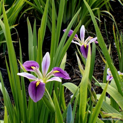 Iris brevicaulis (2)