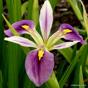 Iris brevicaulis Iris brevicaulis