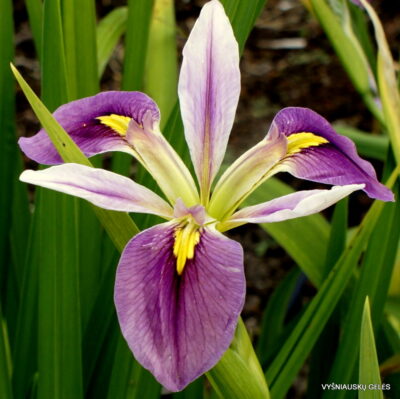 Iris brevicaulis