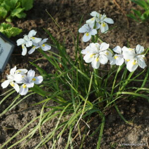 Iris dabashanensis (2) Iris dabashanensis (2)