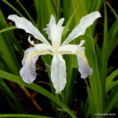Iris douglasiana (2)