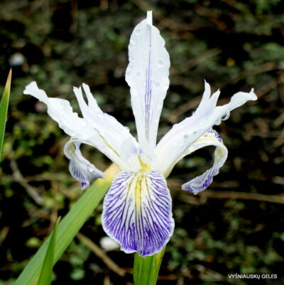 Iris douglasiana