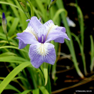 Iris gracilipes ‘Cobblewood Charm‘ (2)