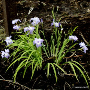 Iris gracilipes ‘Cobblewood Charm‘ Iris gracilipes ‘Cobblewood Charm‘
