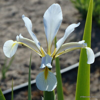 Iris halophila (blue form) (2)