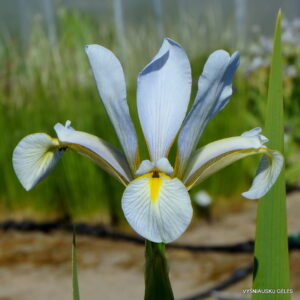 Iris halophila (blue form) Iris halophila (blue form)