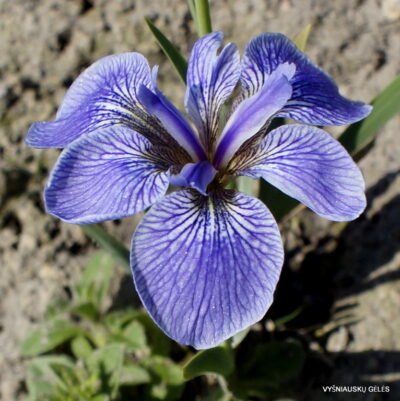 Iris hookeri (2)