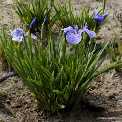 Iris hookeri