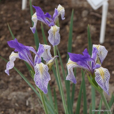 Iris missouriensis (2)