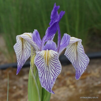 Iris missouriensis