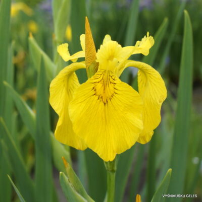 Iris pseudacorus ‘Esk’ (2)