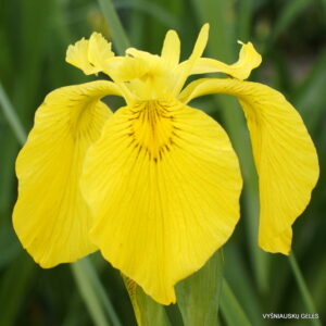 Iris pseudacorus ‘Esk’