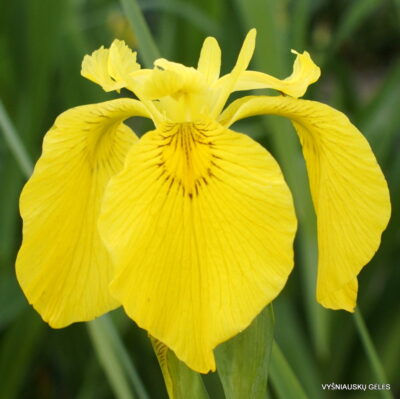 Iris pseudacorus ‘Esk’