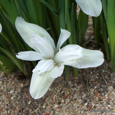 Iris ruthenica f. leucantha (3)