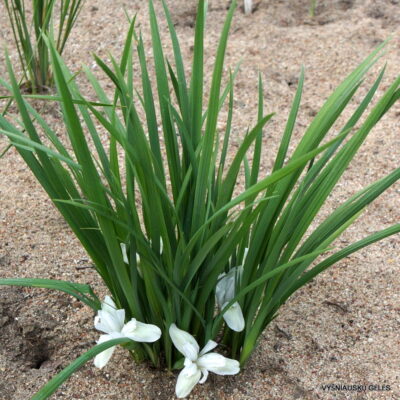 Iris ruthenica f. leucantha