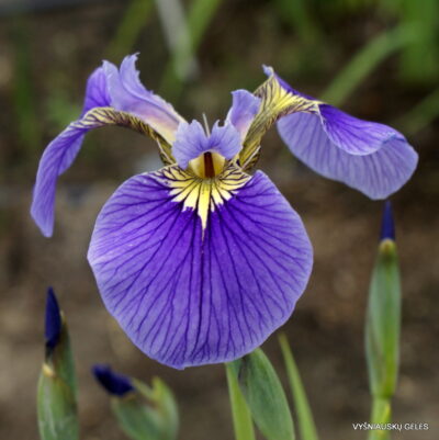 Iris setosa Tourist (2)