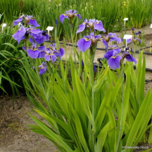 Iris setosa Tourist