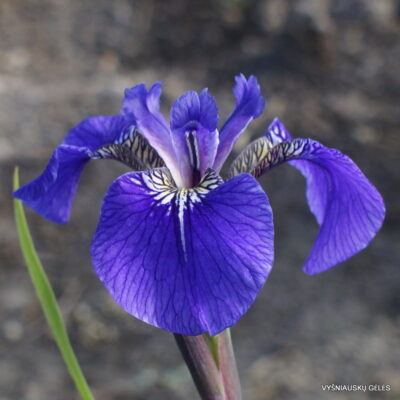 Iris setosa ‘Aaron’s Blue‘
