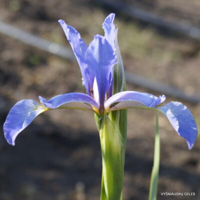 Iris spuria subsp. carthaliniae (2)