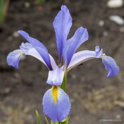 Iris spuria subsp. carthaliniae