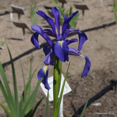 Iris spuria subsp. notha (2)