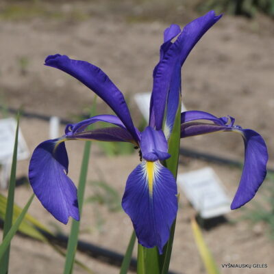 Iris spuria subsp. notha