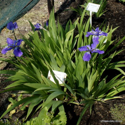 Iris tectorum ‘Woolong’ (3)