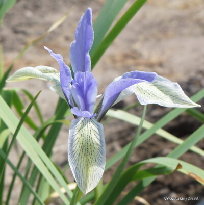 Iris tibetica (clone 3) (2)
