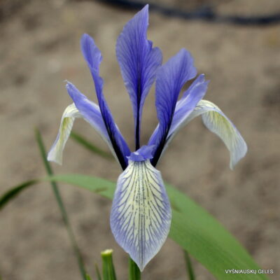 Iris tibetica (clone 3)