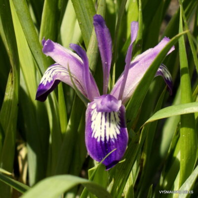 Iris uniflora (2)