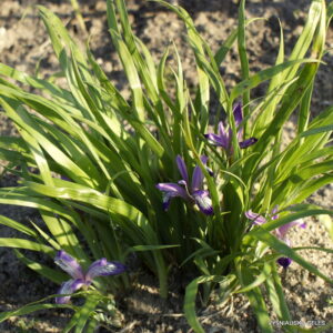 Iris uniflora