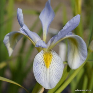 Iris virginica var.shrevei