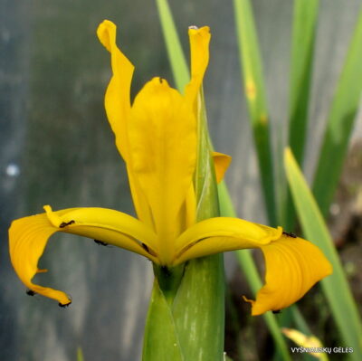 Iris xanthospuria (2)