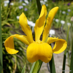Iris xanthospuria