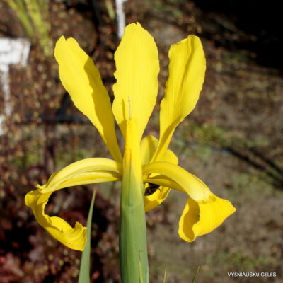 Iris × monnieri (2)