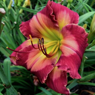 Jefferson Airplane (2)