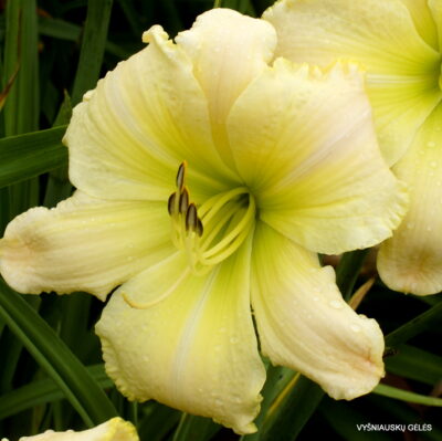 Jerusalem Tomorrow (2)