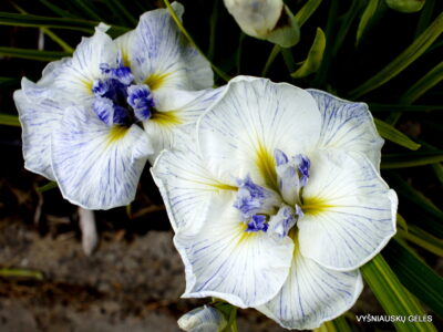 Jezerni Princezna (2)