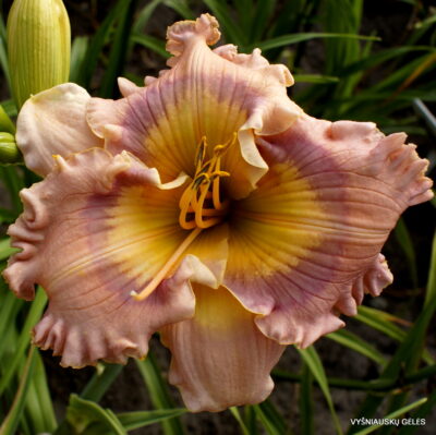 Kaleidoscope Treasure