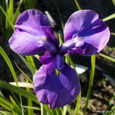 Kalići’s Xenia (2)