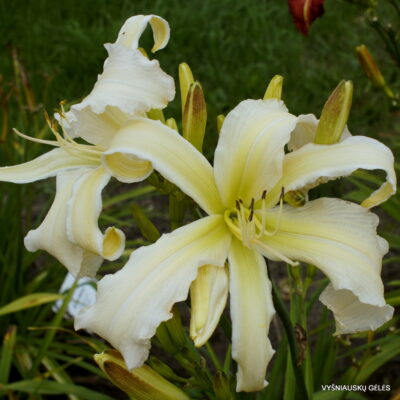 Lillian’s Vapor Trail (2)