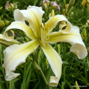 Lillian’s White Lies