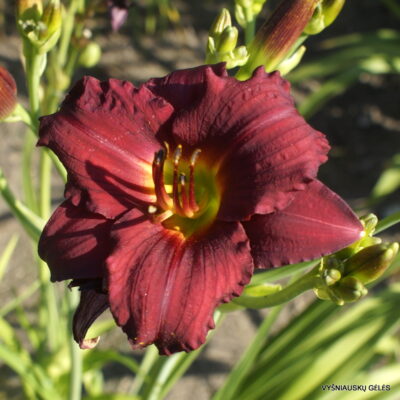 Little Red Baron (2)