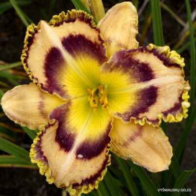 Moses in the Bulrushes