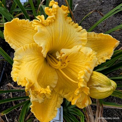 Now That’s Chees (2)