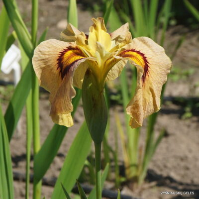 Peach Melba Burs (3)