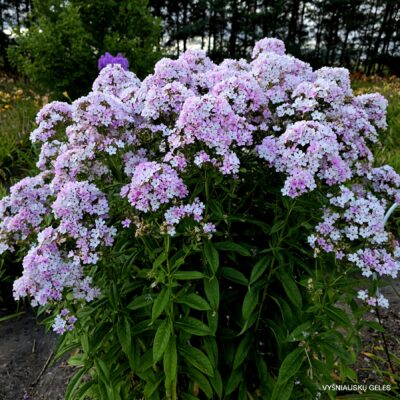Phlox paniculata ‘Švelnumas’ (2)